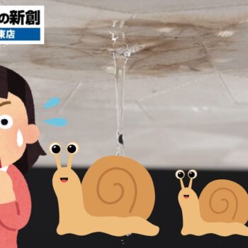 室内にカタツムリがいたら要注意！雨漏りとの関係と壁内カビ対策を科学的に解説します