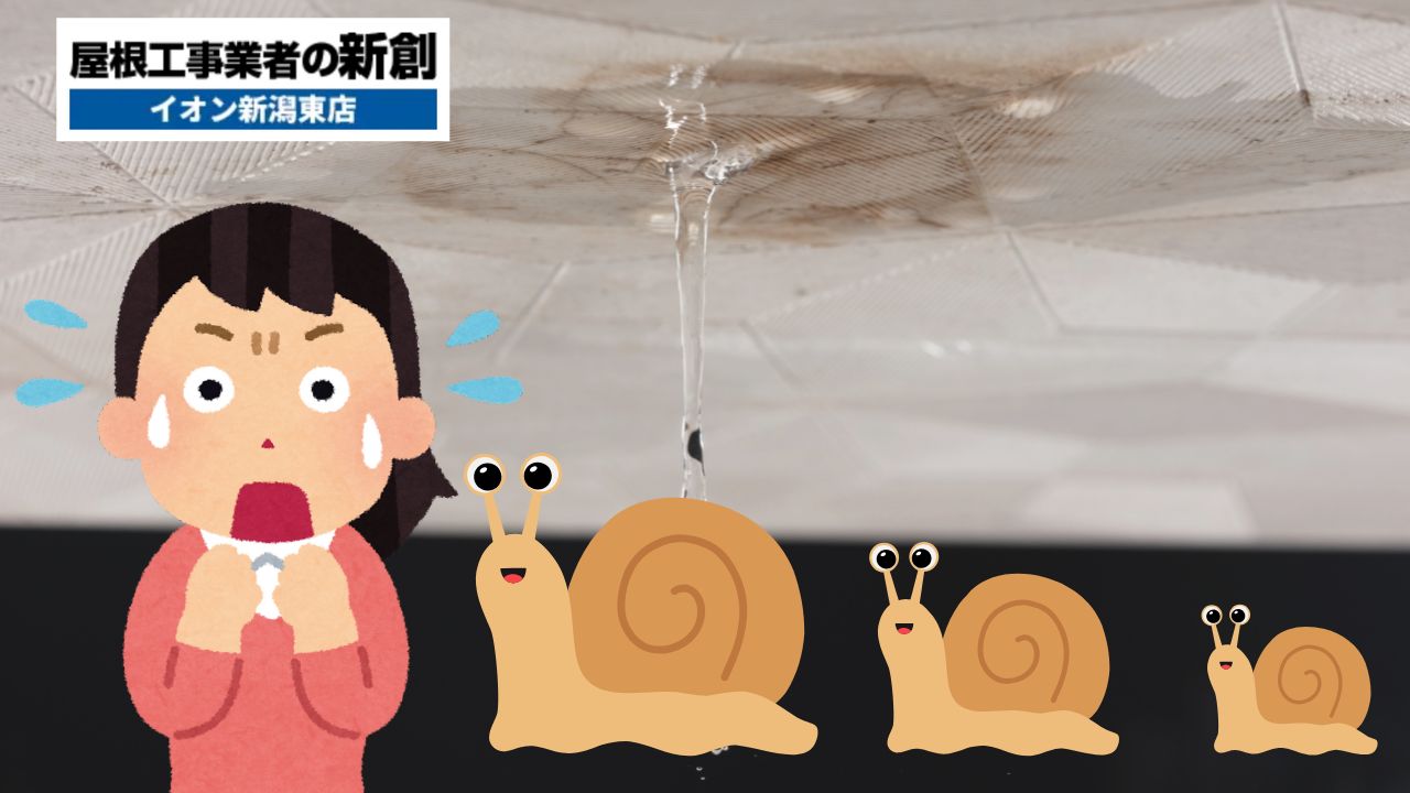 室内にカタツムリがいたら要注意！雨漏りとの関係と壁内カビ対策を科学的に解説します