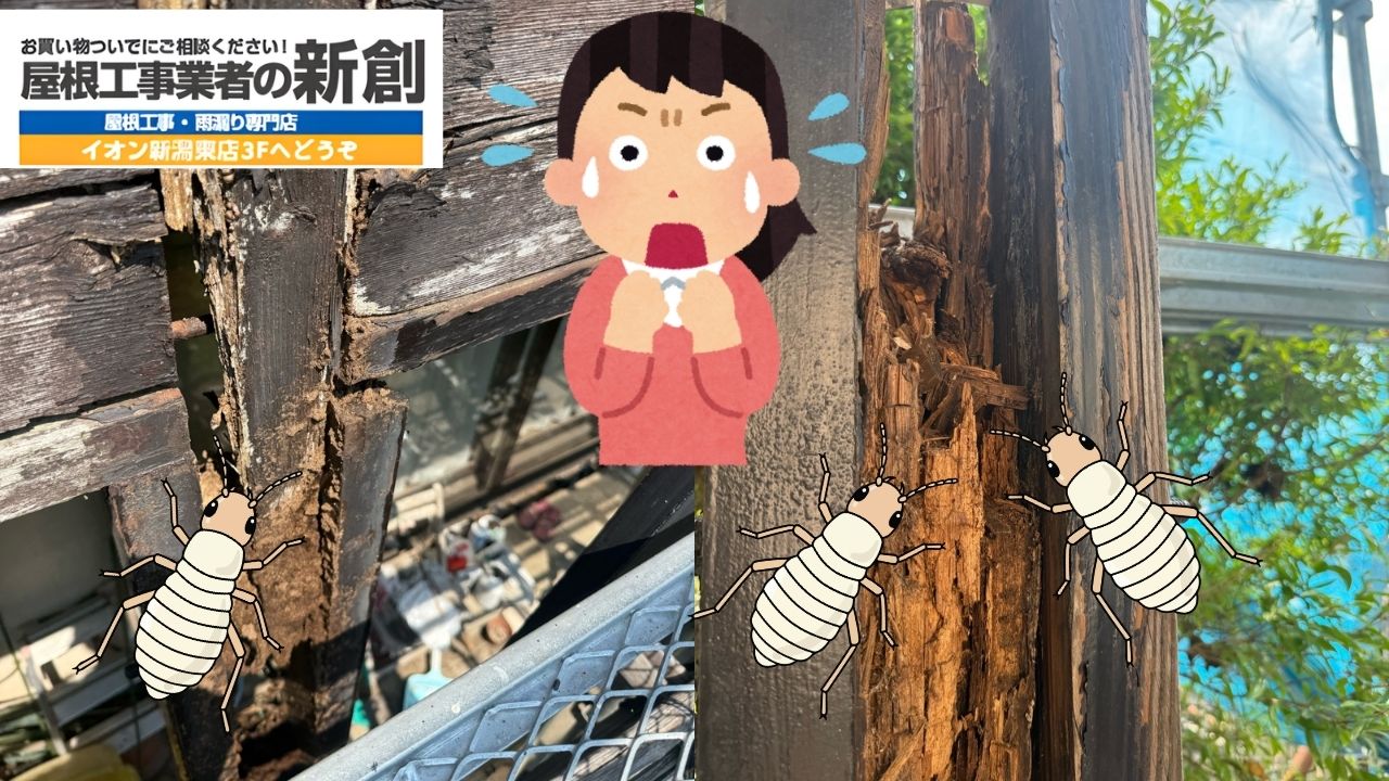 柱・土台がやられていたら要注意｜木造住宅のシロアリ修繕ガイド