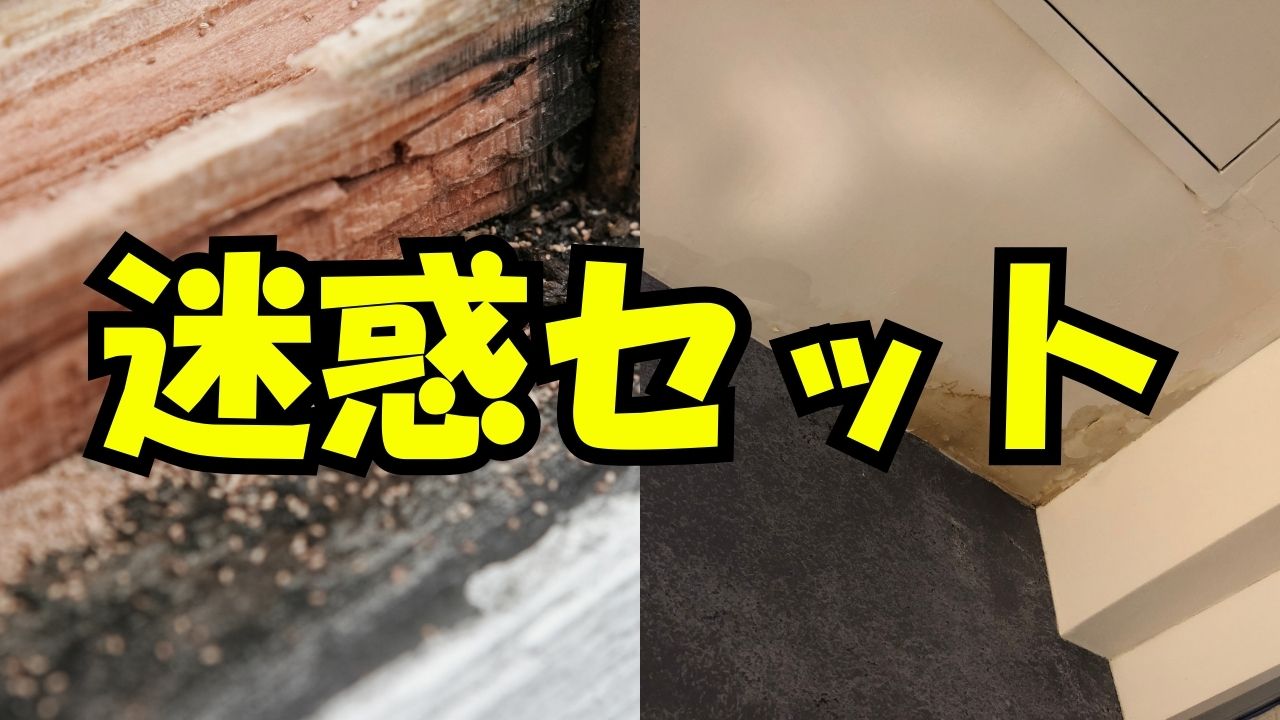 雨漏りとシロアリの関係性|なぜ同時に起きやすいのか